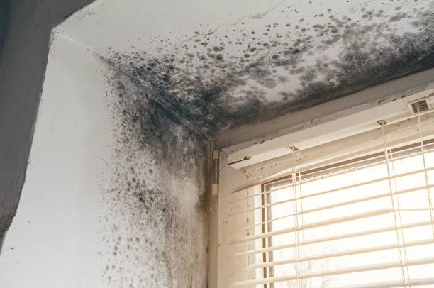 Affordable Mold Cleanup solutions in Mount Holly, NC